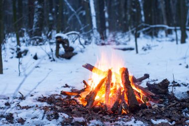 Burns karda ormanda, karla kaplı ağaçlar bir arka plan üzerinde ateş