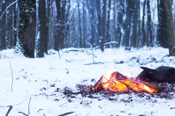 雪の背景に、森の中で雪の中で火が灯りが木を覆われて、 — ストック写真
