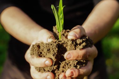Toprak ve bitki, closeup tutan eller bir