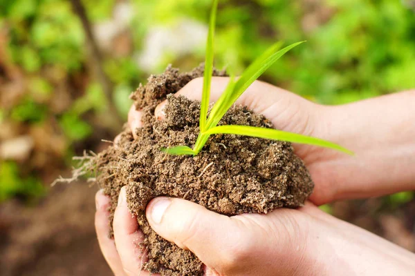 Female hands holding soil and plant, closeup a — Stock Photo, Image