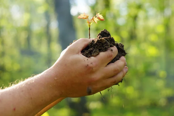 Weibliche Hände, die Erde und Pflanze halten, Nahaufnahme — Stockfoto