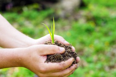 Toprak ve bitki, closeup tutan eller bir