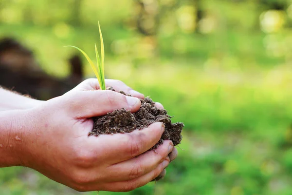 Weibliche Hände, die Erde und Pflanze halten, Nahaufnahme — Stockfoto