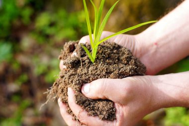 Genç bitki-Tamam. Ekoloji kavramı bir