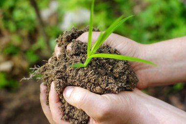 Genç bitki-Tamam. Ekoloji kavramı bir