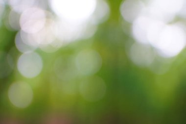 yeşil arka plan bulanık yeşil yaprak