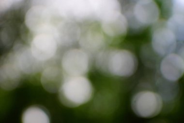 yeşil arka plan bulanık yeşil yaprak