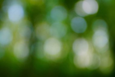 yeşil arka plan bulanık yeşil yaprak