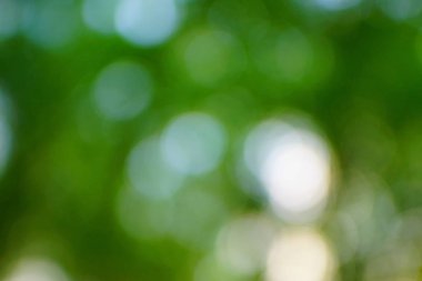 yeşil arka plan bulanık yeşil yaprak