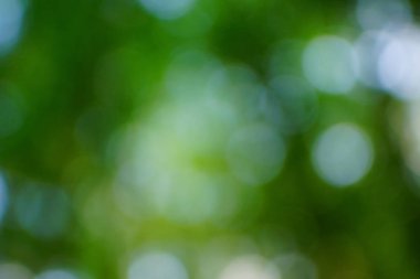 yeşil arka plan bulanık yeşil yaprak