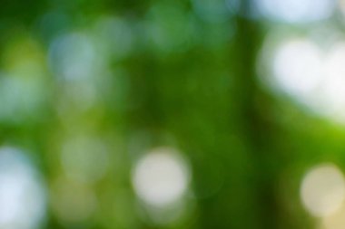 yeşil arka plan bulanık yeşil yaprak