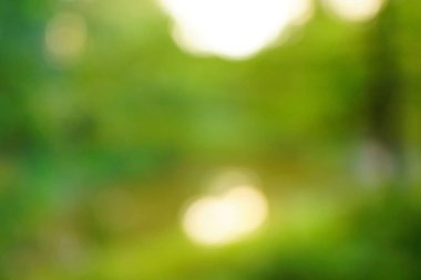 yeşil arka plan bulanık yeşil yaprak