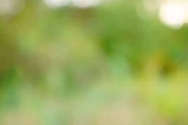 yeşil arka plan bulanık yeşil yaprak