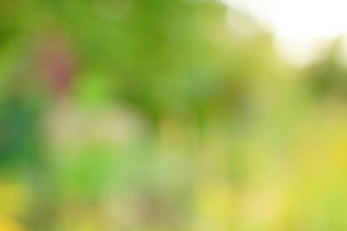 yeşil arka plan bulanık yeşil yaprak