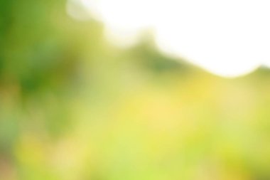 yeşil arka plan bulanık yeşil yaprak