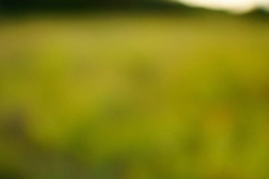 yeşil arka plan bulanık yeşil yaprak