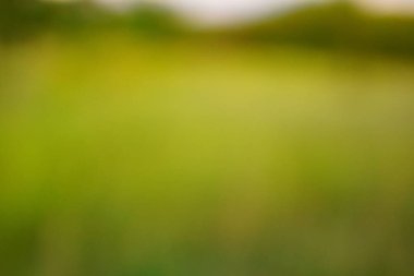 yeşil arka plan bulanık yeşil yaprak