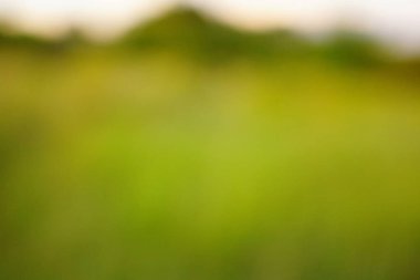 yeşil arka plan bulanık yeşil yaprak