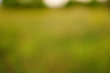 yeşil arka plan bulanık yeşil yaprak