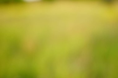 yeşil arka plan bulanık yeşil yaprak