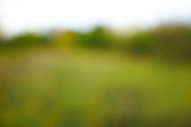 yeşil arka plan bulanık yeşil yaprak