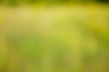 yeşil arka plan bulanık yeşil yaprak