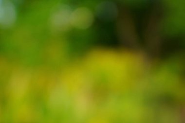 yeşil arka plan bulanık yeşil yaprak