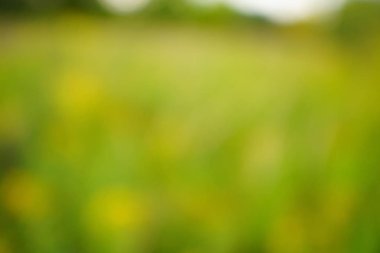 yeşil arka plan bulanık yeşil yaprak