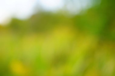 yeşil arka plan bulanık yeşil yaprak