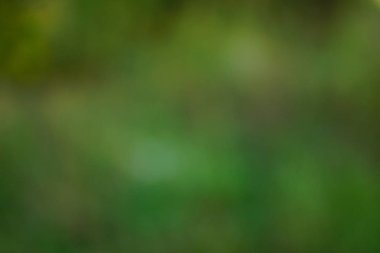 yeşil arka plan bulanık yeşil yaprak