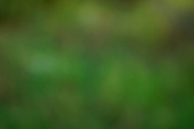 yeşil arka plan bulanık yeşil yaprak