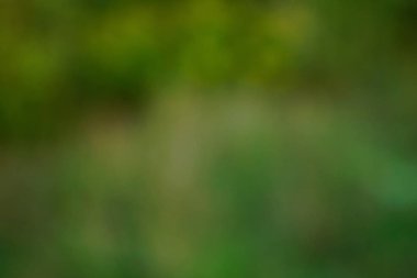 yeşil arka plan bulanık yeşil yaprak