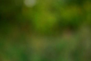 yeşil arka plan bulanık yeşil yaprak