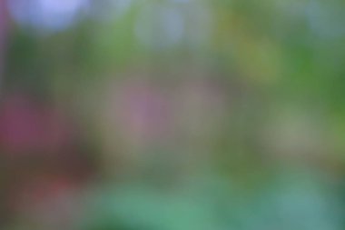 yeşil arka plan bulanık yeşil yaprak