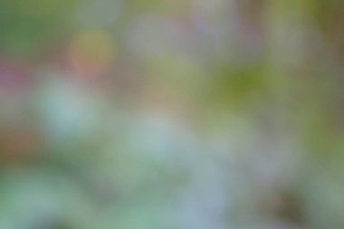 yeşil arka plan bulanık yeşil yaprak