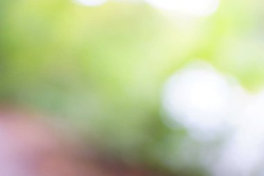 yeşil arka plan bulanık yeşil yaprak