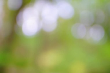 yeşil arka plan bulanık yeşil yaprak