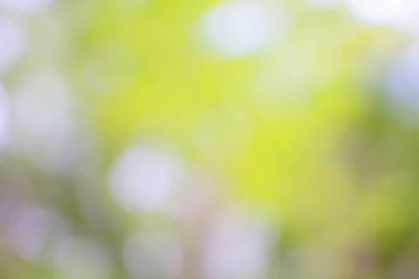 yeşil arka plan bulanık yeşil yaprak