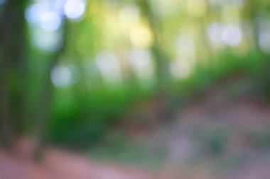 yeşil arka plan bulanık yeşil yaprak