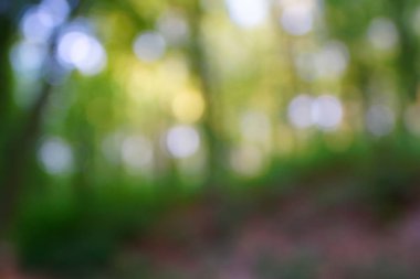 yeşil arka plan bulanık yeşil yaprak