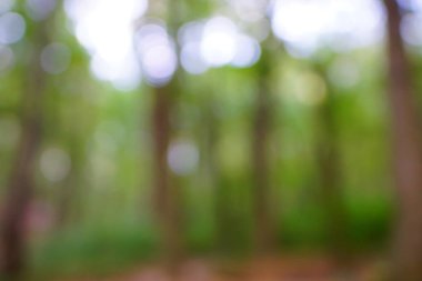 yeşil arka plan bulanık yeşil yaprak