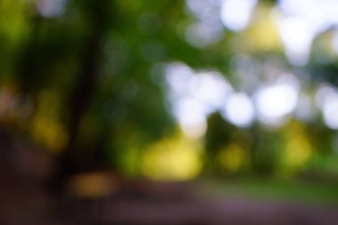 yeşil arka plan bulanık yeşil yaprak