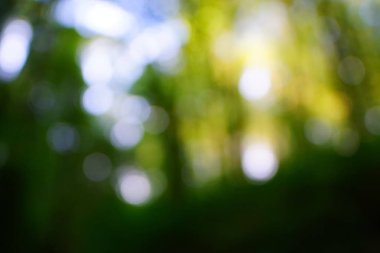 yeşil arka plan bulanık yeşil yaprak