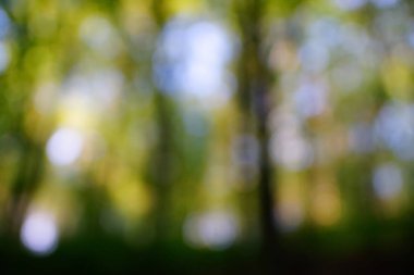 yeşil arka plan bulanık yeşil yaprak