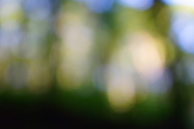 yeşil arka plan bulanık yeşil yaprak