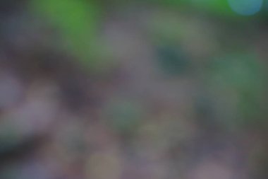 yeşil arka plan bulanık yeşil yaprak