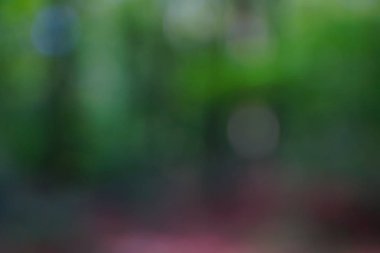 yeşil arka plan bulanık yeşil yaprak