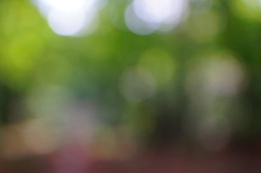 yeşil arka plan bulanık yeşil yaprak