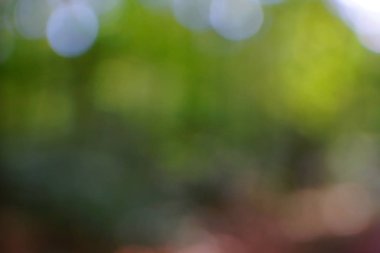 yeşil arka plan bulanık yeşil yaprak