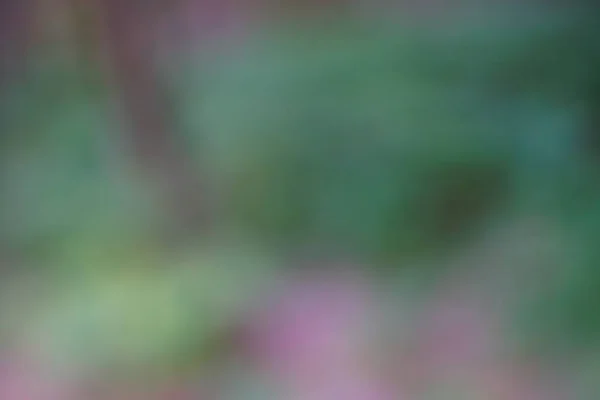 Grön suddig bakgrund av gröna löv — Stockfoto